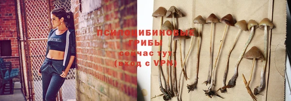стаф Новокубанск